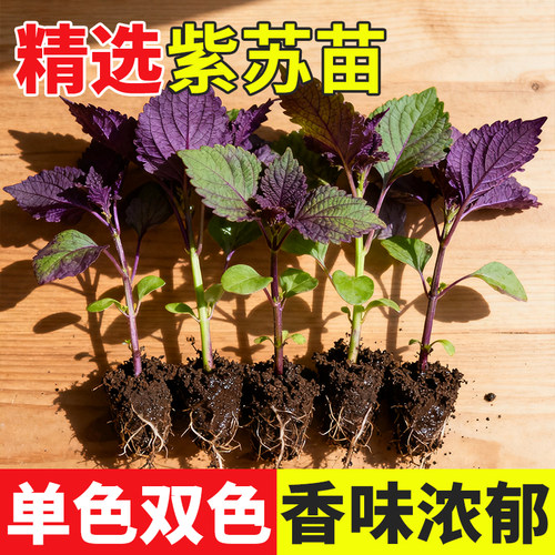 紫苏苗带土种子籽孑盆栽食用全紫双色紫苏叶四季紫苏子菜调味秧苗