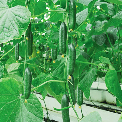 小青瓜四季阳台黄瓜种子
