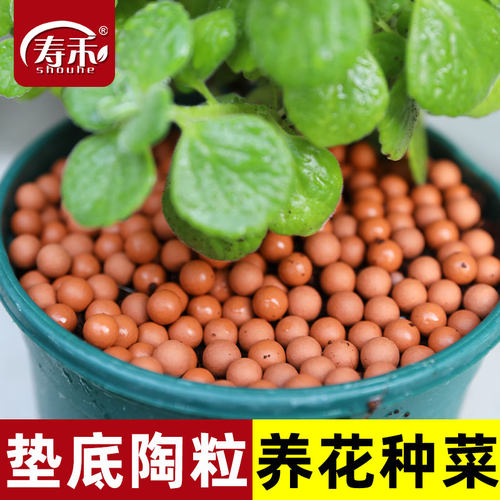 水培植物铺面石垫底陶粒寿禾