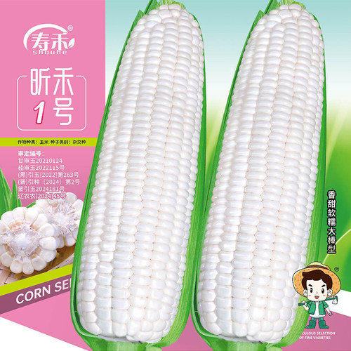 高产杂交特大甜玉米春季种子