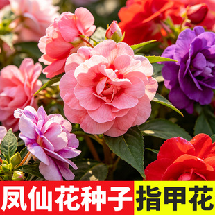 重瓣茶花凤仙花种子七彩指甲花盆栽庭院小学生科学实验花种籽孑