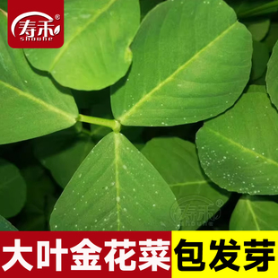 草头种籽金花菜草头种子大叶中叶黄花蔬菜孑上海苜蓿籽种菜籽籽种