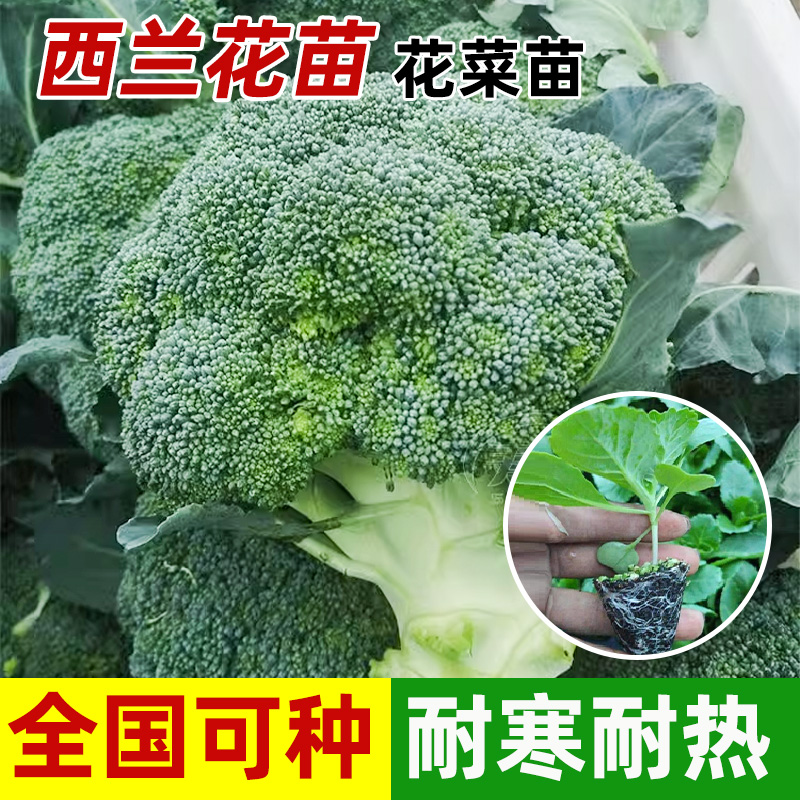 阳台盆栽椰菜种子四季青梗