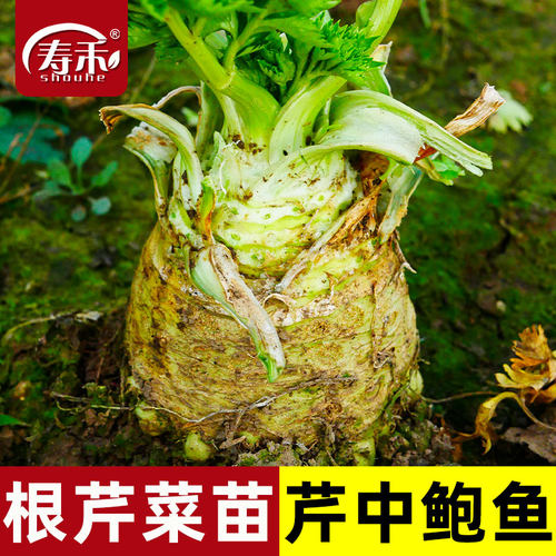 蔬菜种子阳台秋季栽培芹菜根