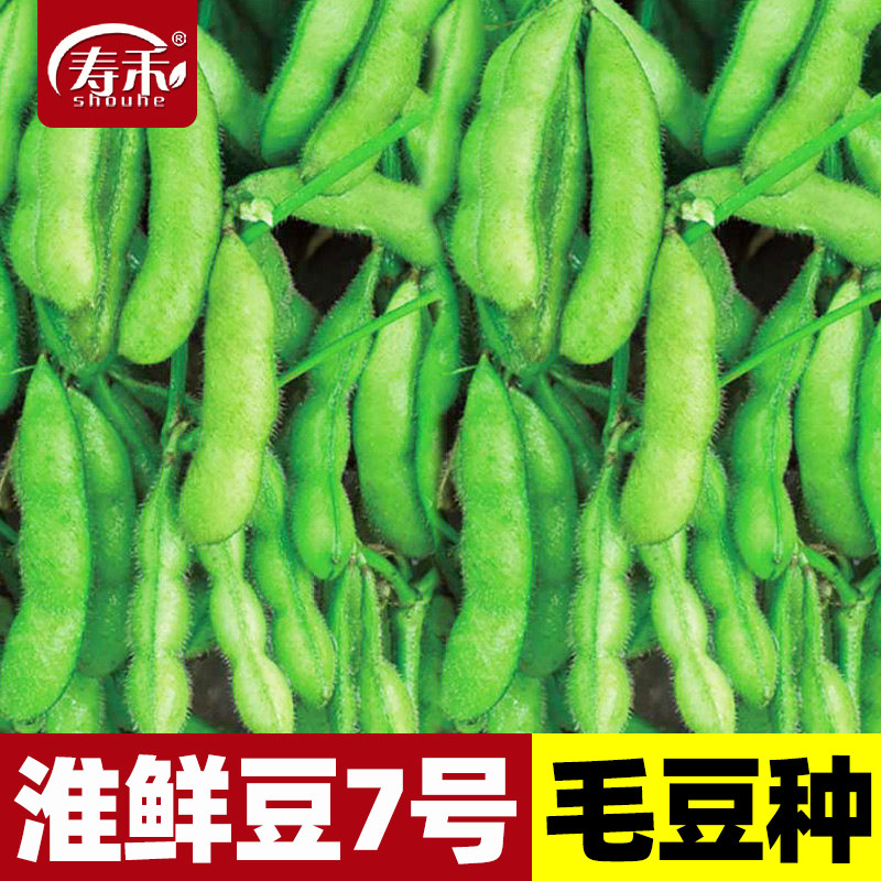 高产毛豆种子春播早熟品种图片