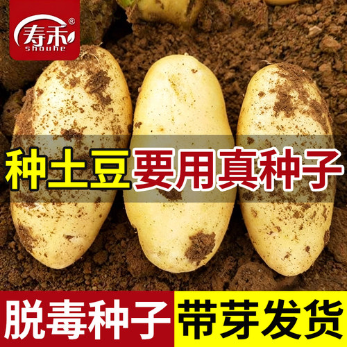 土豆黄皮种子种子寿禾