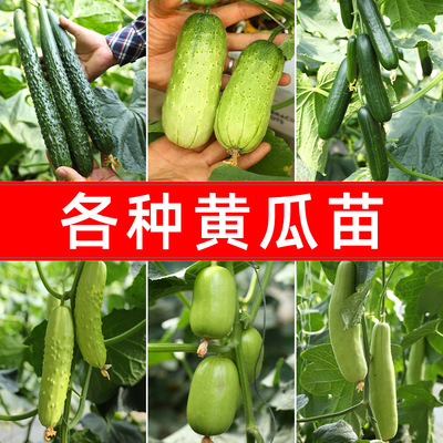 本地小黄瓜苗夏季青瓜老水果秧大全蔬菜旱黄瓜菜苗幼苗南方秧苗