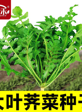 宝兰草大叶荠菜种子种籽孑蒲公英青菜菜籽荠荠菜荆芥菜苗大全