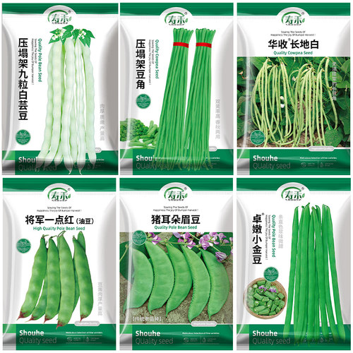 农家九粒豆种白芸豆扁豆四季豆
