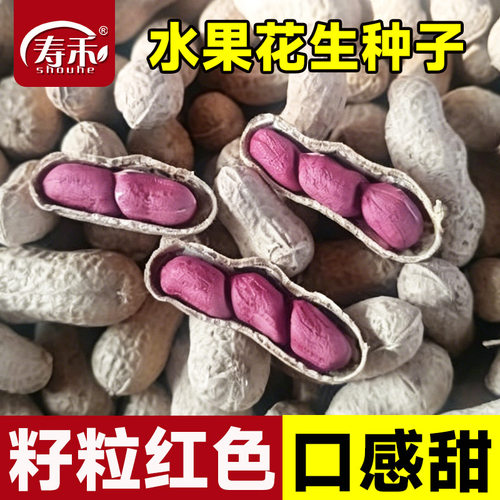 冀花甜1号花生高产薄壳红种子种籽带壳红皮水果花生米南方大粒孑