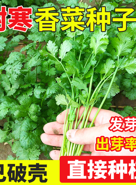 耐寒免破壳香菜种子籽种四季秧苗安瑟米阳台盆栽蔬菜种籽孑苗大全