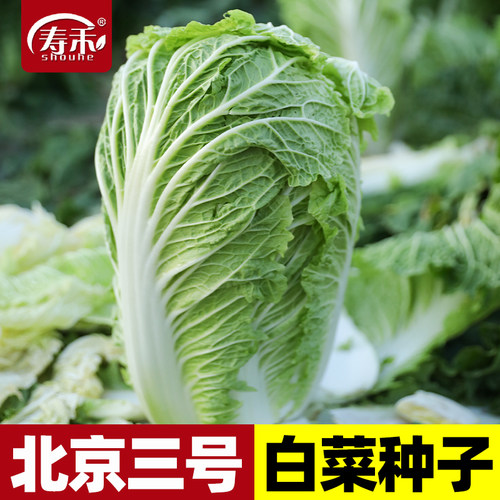 蔬菜北京三号中晚熟冬季大白菜