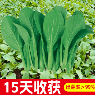 四季 播上海鸡毛菜种子种籽小白菜青菜油菜阳台菜籽盆栽蔬菜孑籽种