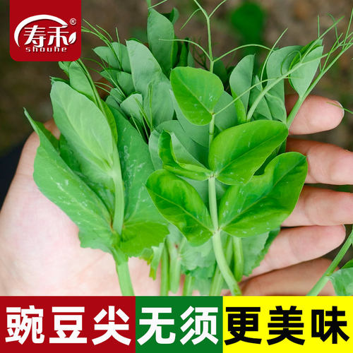 豌豆苗种芽苗菜四季种植碗豆种子