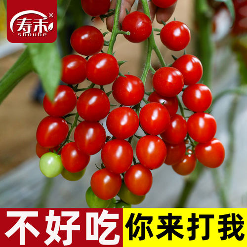 超甜圣女果种子种籽苗带土小番茄西红柿秧孑菜苗秧苗果苗蕃茄苗树