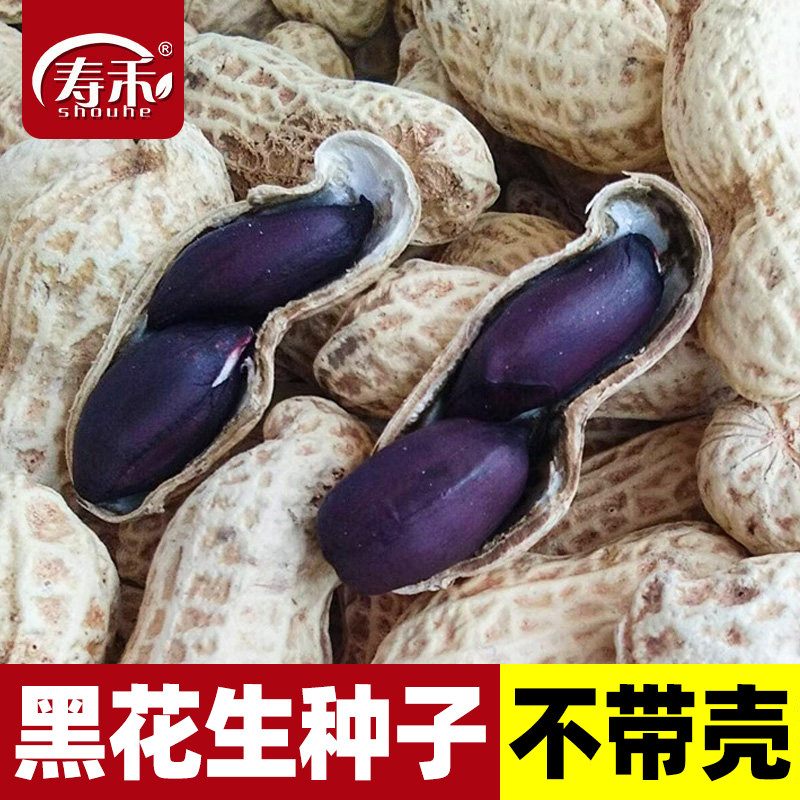 山东黑花生种子红皮四粒红带壳花生米种籽南方特大高产大粒新品种图片