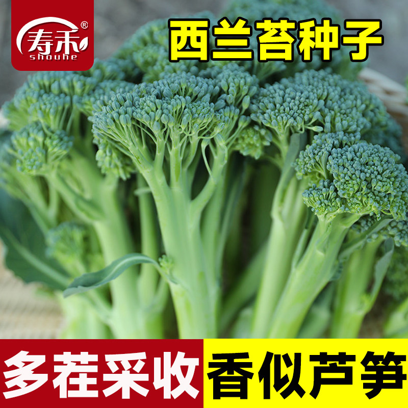 正宗西兰苔种子苗秧芥兰菜籽秧苗种籽种植早熟西兰花菜种蔬菜图片