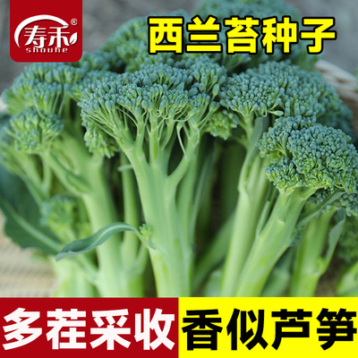 正宗西兰苔种子苗秧芥兰菜籽秧苗种籽种植早熟西兰花菜种蔬菜