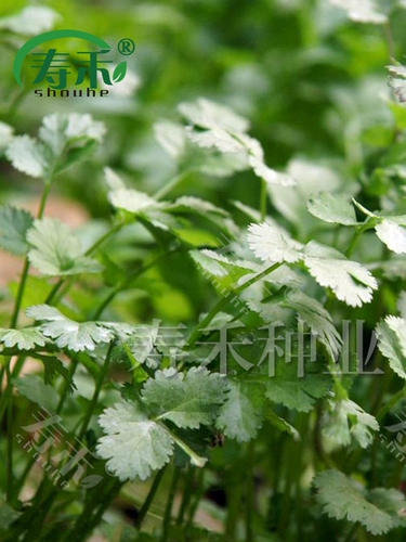 Зимние семена домашнего кориандра, крупнолистные осенние и зимние семена кориандра, осенние и зимние семена, семена овощного кориандра