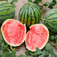 5 саженцев арбуза Мейду