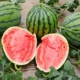 5 саженцев арбуза Мейду