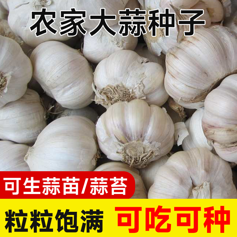 农家大蒜种子种籽长蒜苔头蒜种蒜苗红皮干蒜四季蒜头苗种土种籽