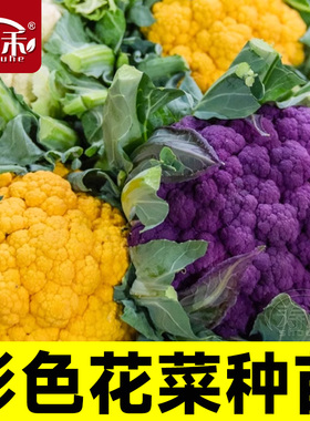 花椰菜苗种子宝塔菜秋后紫色花菜菜花西兰花种子种籽西蓝花孑籽种