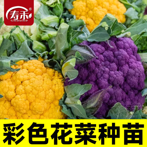 花椰菜苗种子宝塔菜秋后紫色花菜菜花西兰花种子种籽西蓝花孑籽种