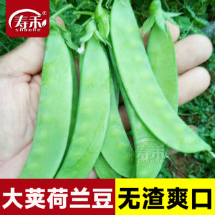 甜蔬菜豌豆种籽孑籽种莱蚕豆菜籽尖碗豆 荷兰豆种籽种子豌豆苗四季
