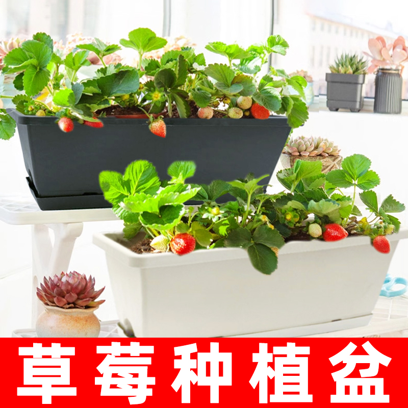 阳台草莓种植盆家庭专用