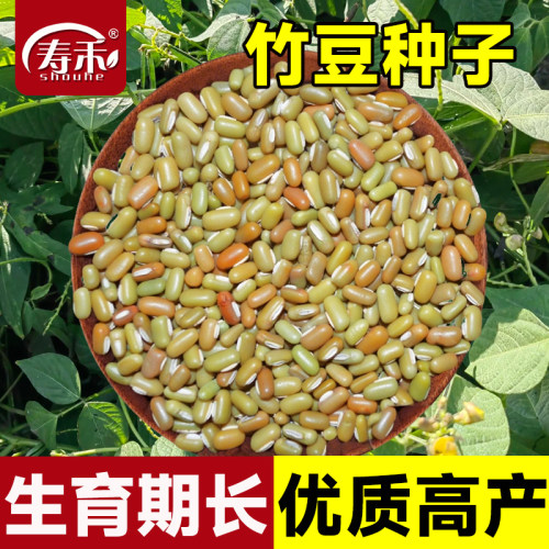 竹豆种子豆米小优质高产大田用蔬菜孑四季豆类巴山豆种籽五谷杂粮