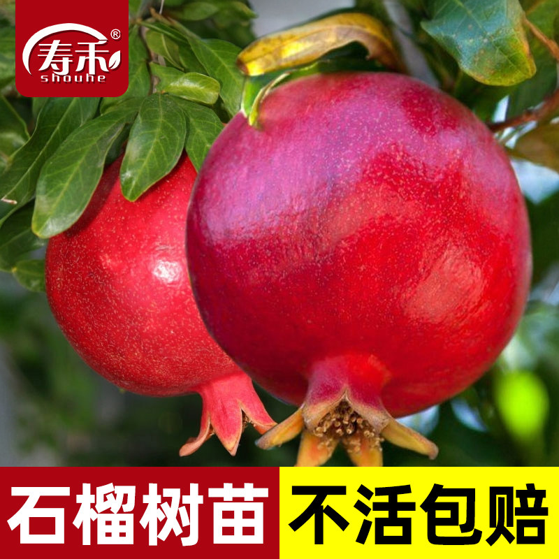 石榴树苗种植庭院突尼斯寿禾图片