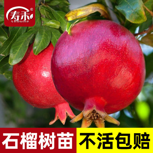 石榴树苗种植庭院突尼斯寿禾