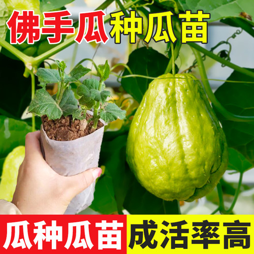 佛手瓜种苗组合子种籽带芽扶手瓜苗秧子种植秧苗瓜苗发芽种瓜带土