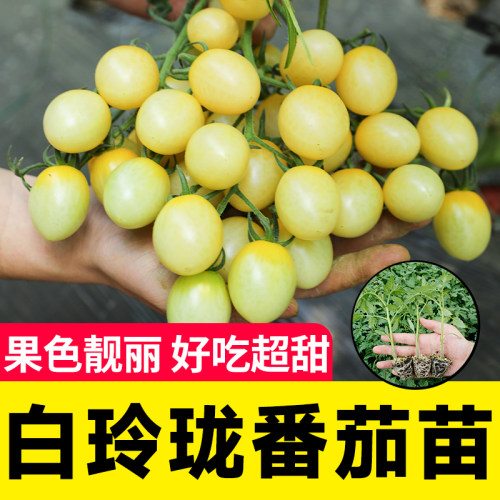 白妃白玲珑圣女果小白番茄种子种籽孑苗秧玲珑四季果苗秧苗籽种