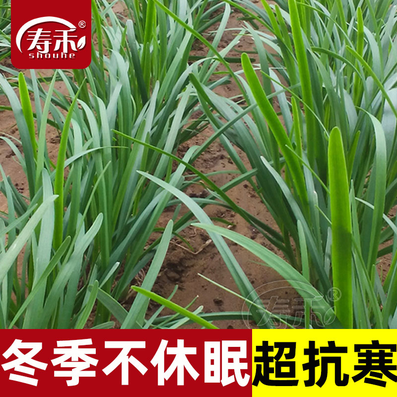 雪韭韭菜种子种籽子苗宽叶四季盆栽根蔬菜籽种孑儿菜籽小叶根苗