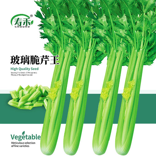 实芹王芹菜种子美国西芹玻璃脆芹