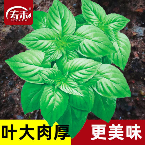 荆芥种籽秧苗盆栽大叶四季