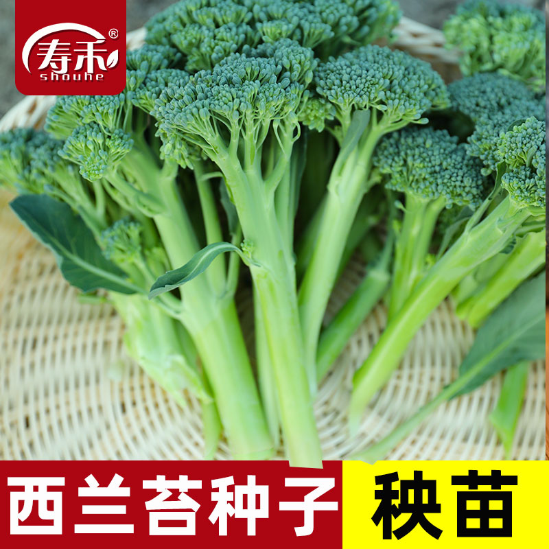 西兰苔种子种籽西兰花种籽苗秧苗芥蓝芥兰菜菜苔蔬菜孑菜心秧苔菜