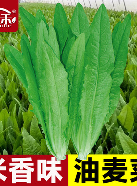 油麦菜种子四季播青菜种籽仔阳台菜籽盆栽籽种蔬菜孑春季菜种大全