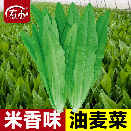 有米香味的油麦菜种子四季高产