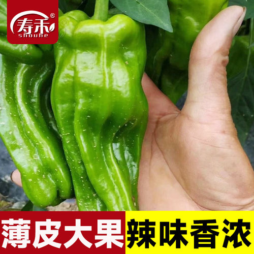 蔬菜薄皮泡椒种子辣椒种籽苗秧虎皮菜苗适合春天种的南方带土菜种