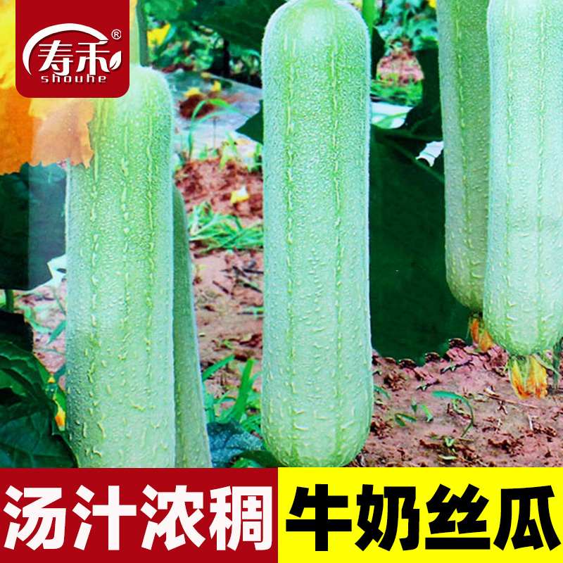 牛奶高产丝瓜种子菜瓜四季子菜种