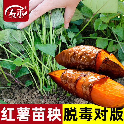 红薯苗 秧苗西瓜红地瓜苗秧榴莲蜜薯苗板栗糖心种子红瑶苗种大全