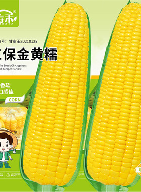 三保金黄糯甜糯玉米种子黄色糯四季春季糯粘甜玉米种籽孑籽种黏香