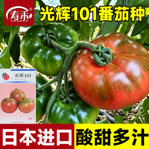 日本光辉101草莓番茄种子口感水果西红柿种籽进口铁皮柿子蔬菜孑