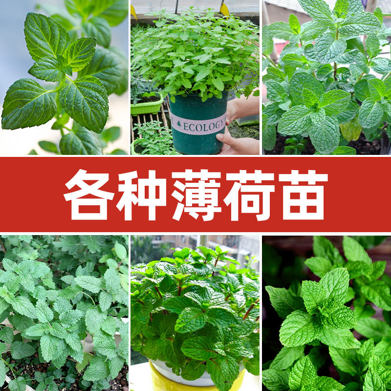 猫薄荷苗价格 猫薄荷苗图片 星期三