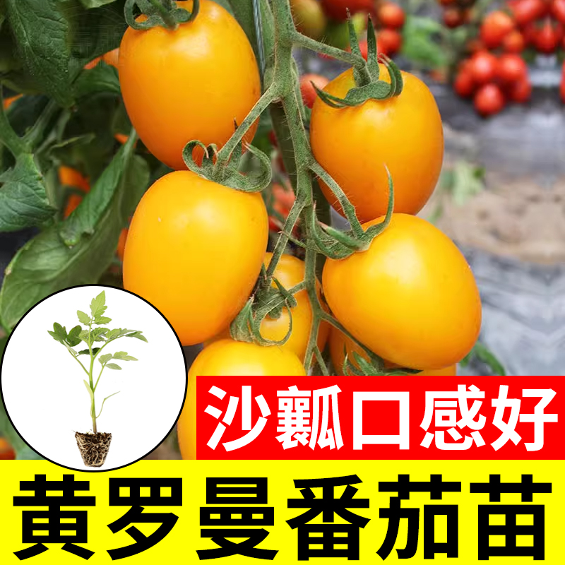 黄色大果圣女果种子苗秧黄罗曼粉水果小番茄黄金籽樱桃西红柿种籽