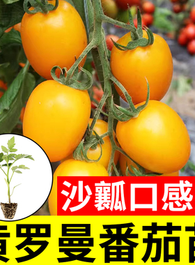 黄色大果圣女果种子黄罗曼粉水果小番茄黄金籽樱桃西红柿种籽孑子