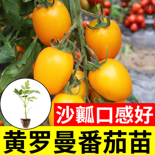 黄色大果圣女果种子黄罗曼黄金籽